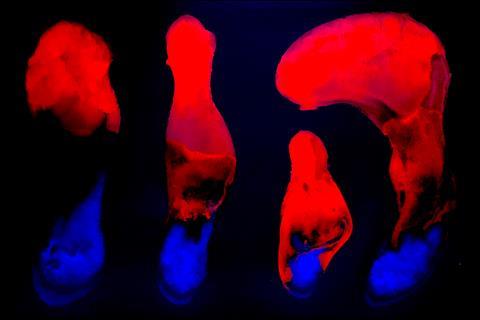 An image showing developmental flow